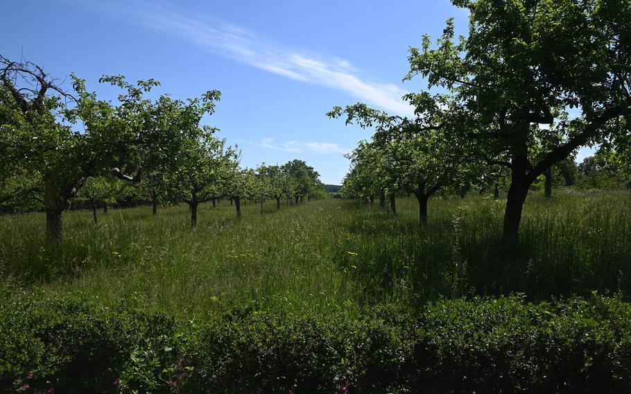 The orchard meadows in the Rosenhoehe Park in Darmstadt, Germany. The eastern end of the park is dominated by fruit trees.