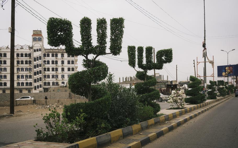 Not far from Marib’s front lines, gardeners find peace by transforming trees into art.