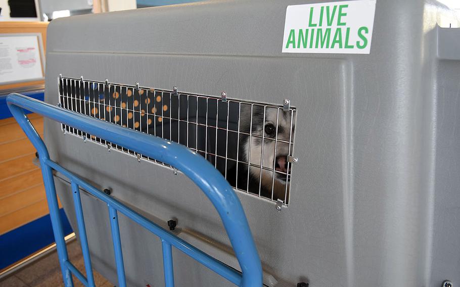 Diesel waits in his kennel inside the passenger terminal at Ramstein Air Base, Germany, on Friday, May 29, 2020, before boarding a Patriot Express flight bound for Baltimore, Maryland. Emotional support animals are now counted as pets on Air Mobility Command flights, meaning they count toward the maximum of two animals that can travel on the Patriot Express with authorized passengers.