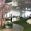 The Sakura Festival at Tenbou Park in Tokyo features faux cherry blossoms suspended from real branches, offering the look of hanami without the pollen.