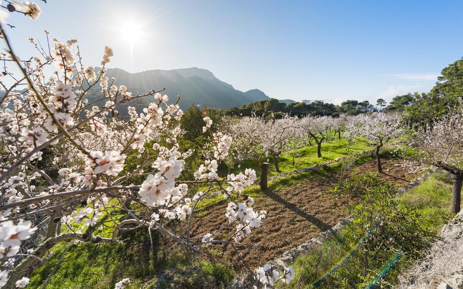 Almond fields will soon be in bloom across Mallorca, Spain.