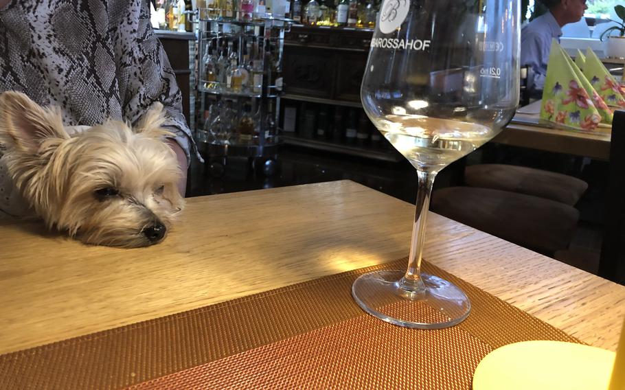 A little dog takes a quick snooze while waiting for the check at Barbarossahof restaurant in Kaiserslautern, Germany.