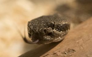 A snake flicks its tongue.