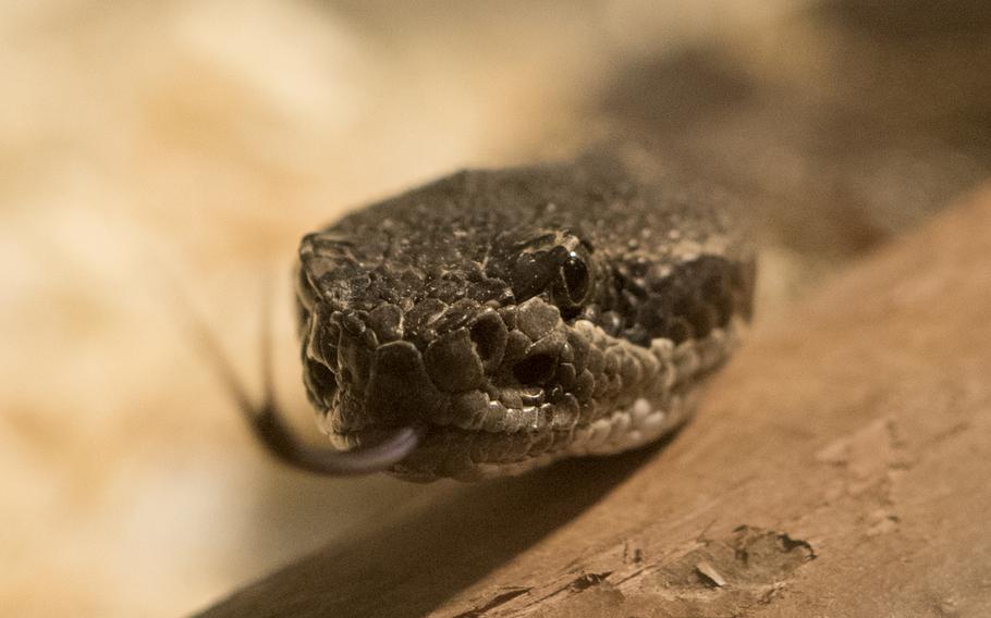 A snake flicks its tongue.
