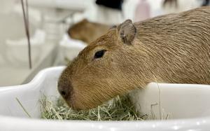 A capybara muches on grass at Animal Touch, a miniature zoo in Yokohoma, Japan.