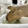 A capybara muches on grass at Animal Touch, a miniature zoo in Yokohoma, Japan.
