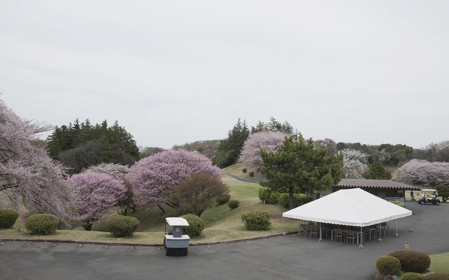 Cherry blossoms were in bloom at the Tama Hills Golf Club in western Tokyo on March 31, 2023. 