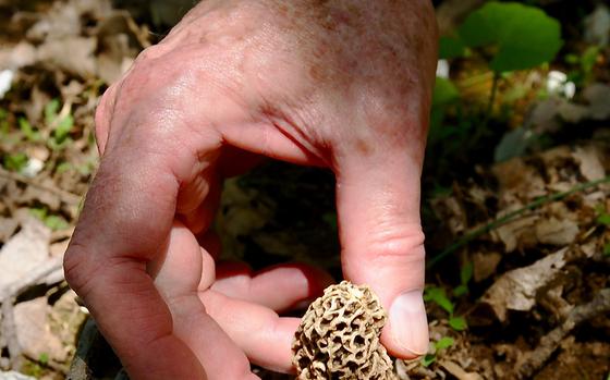 Wild morels can be found in many locations, as widely varied as San Francisco and Asheville, N.C. 