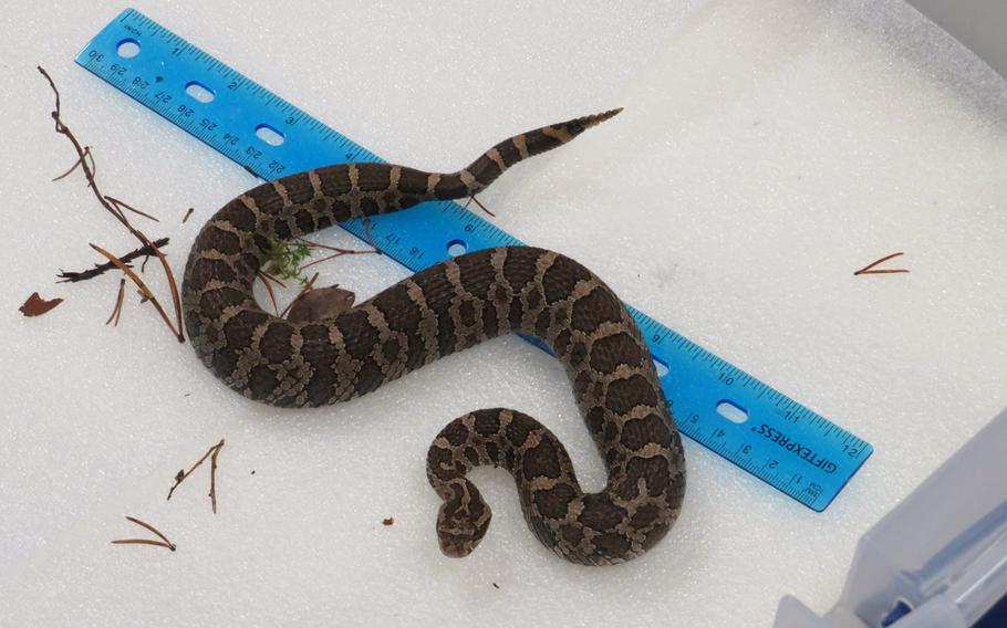 A snake is seen on a table next to a blue ruler.