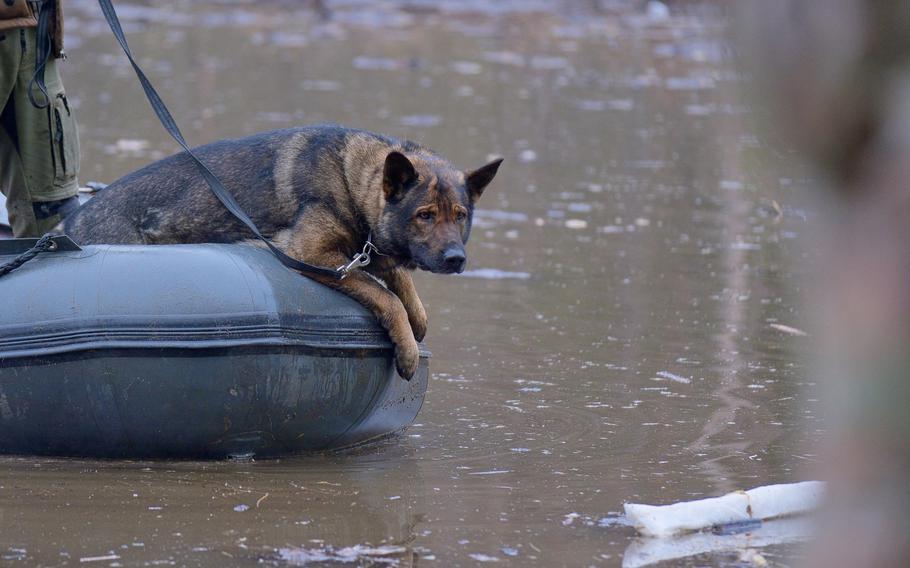 A German shepherd perches on the edge of an inflatable boat.