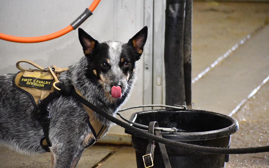 A dog licks his lips after drinking water from a horse bucket.