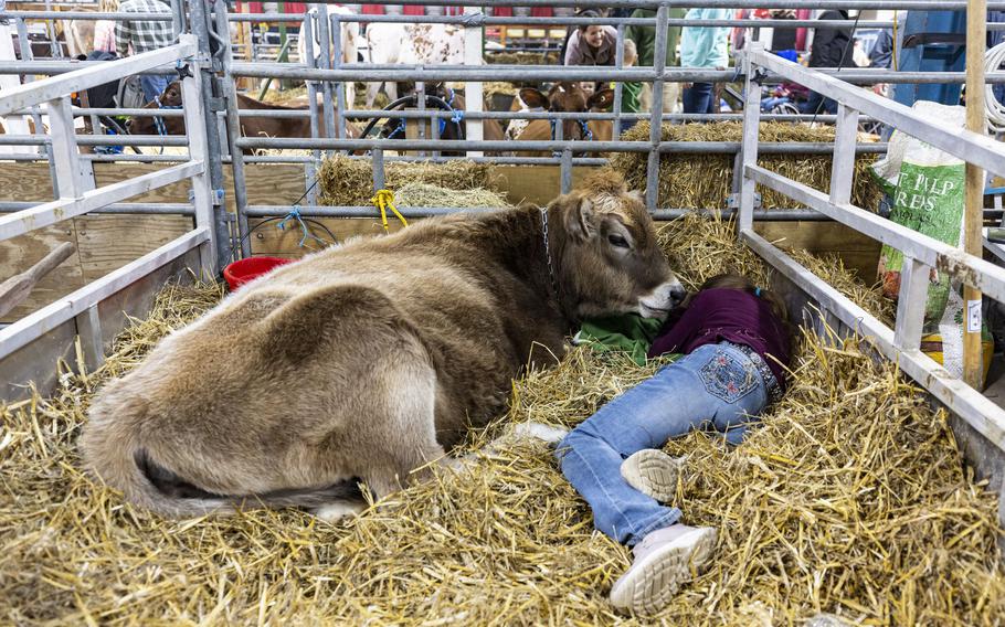 Emily Myers, 12, of Gardners, Pa., sleeps next to her family’s Brown Swiss cow named Lavender, at the Pennsylvania Farm Show in Harrisburg on Jan. 10.  Some worry about the liabilities of visitors petting and cuddling with animals like cows, which can kick. 