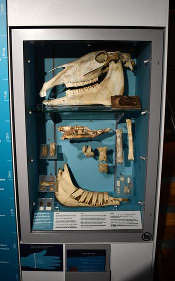 The National Horse Racing Museum in Newmarket, England, has displays that range from artifacts of the sport to anatomical outlines of horses. 