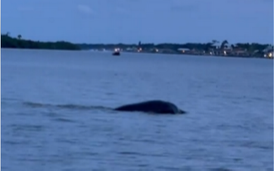 A mysterious creature estimated at 15 feet in length was seen undulating in waters off a city park in Edgewater, Fla., and even video is not helping with a quick identification.