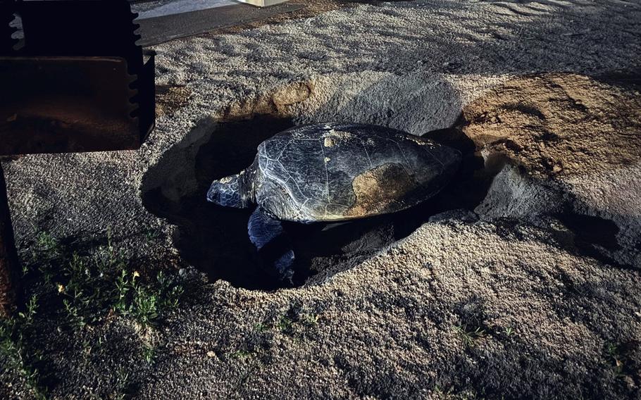 The first green sea turtle of the season digs a nest near a beach pavillon at Torii Station, Okinawa, May 29, 2024. 