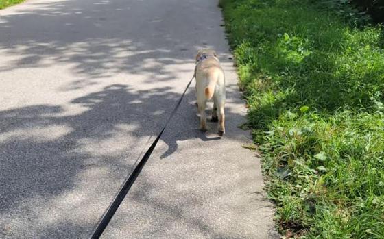 Gilly likes to take the lead on walks.