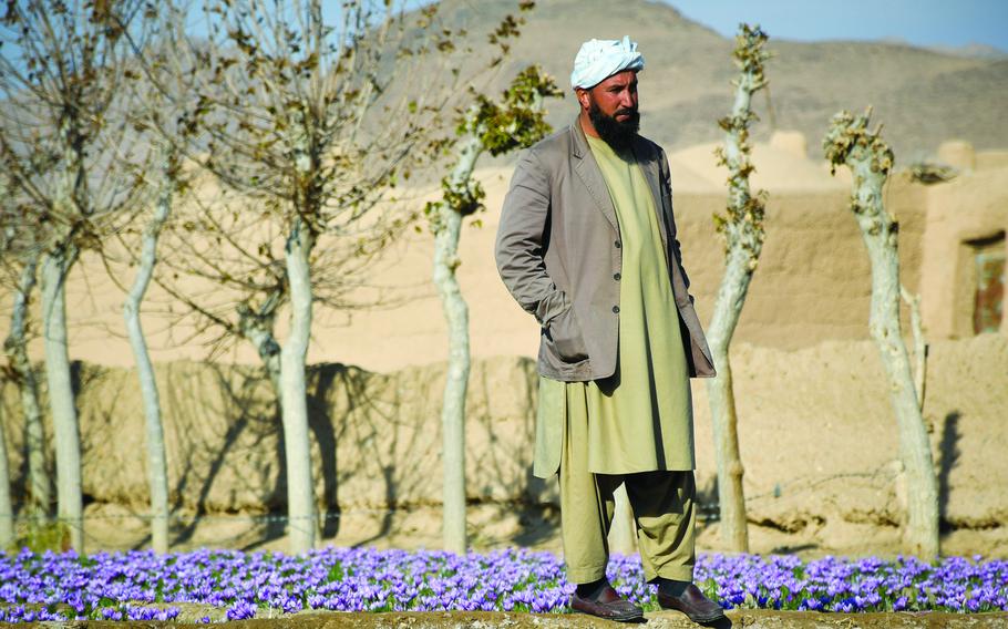 An Afghan farmer stands in a saffron field in his village in a rural district of Herat province in Afghanistan. Many farmers in the region used to grow poppy for opium, but switched to growing purple crocus flowers, which when processed and exported, are sold as saffron, the most expensive spice in the world. 