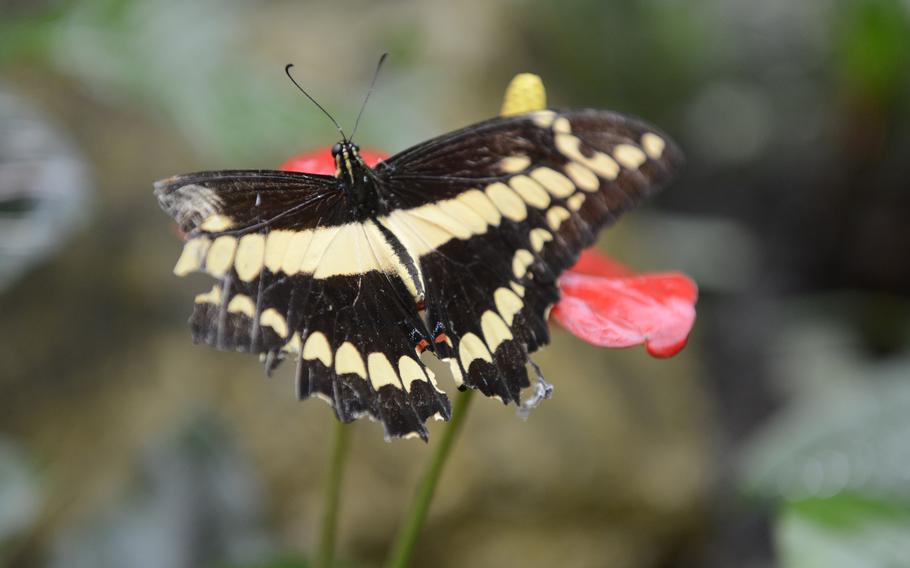 Sometimes the butterflies and other critters at the House of the Butterflies in Bordano, Italy, allow visitors to get really close to take a look or a picture. This king swallowtail was feeling photogenic.