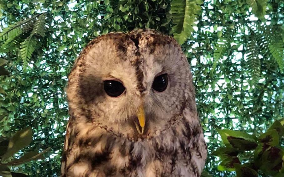 To add to its otherworldly environment, Nukumori No Mori is home to an owlery where guests can pet and interact with the birds.  