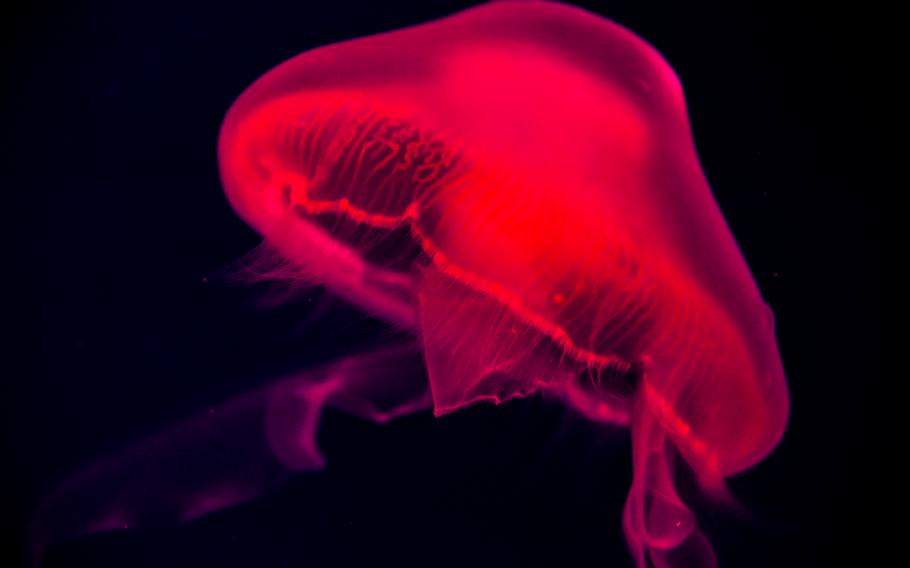 Glowing under black light, moon jellyfish drift with gentle pulses at the Marassi Aquarium on Diyar Al Muharraq, Bahrain.
