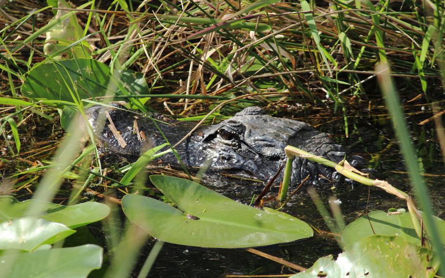 An alligator’s head is just visible in a canal along the 15-mile scenic loop at Shark Valley Visitor Center, Everglades National Park, Florida. 