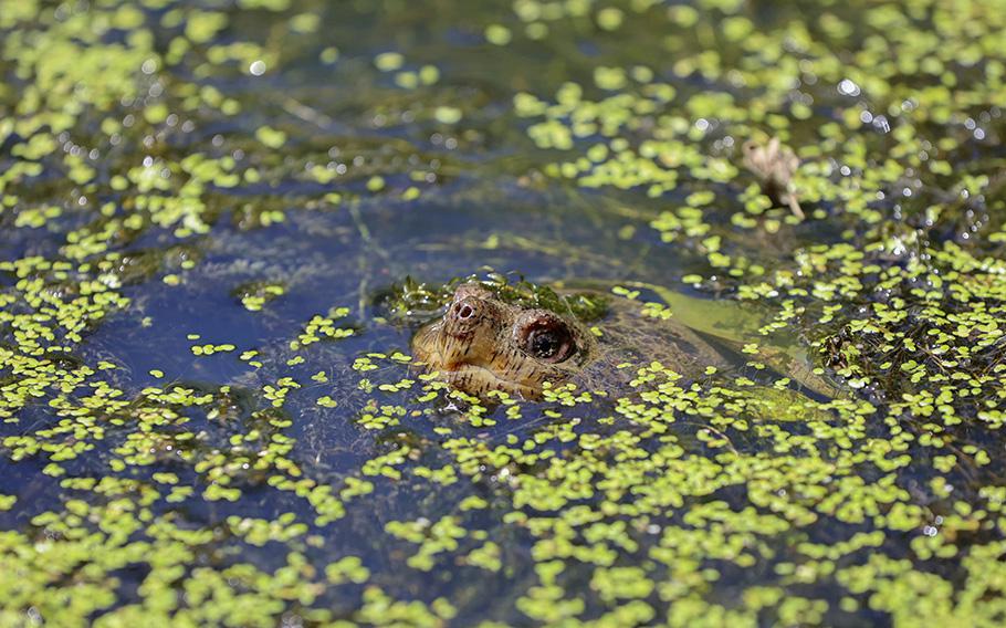 A turtle pokes its nose out of the water in the wetlands inside Sugar Hollow Park in Bristol, Va., on June 12, 2023. The Biden administration weakened regulations protecting millions of acres of wetlands Tuesday, Aug. 29, saying it had no choice after the Supreme Court sharply limited the federal government’s jurisdiction over them. 