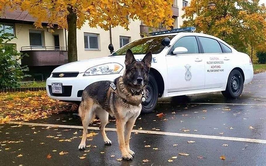 Military working dog Bora on the job at Spangdahlem Air Base, Germany. The German shepherd didn't like patrol work because of the biting involved and was moved over to explosives detection, said her former handler, Staff Sgt. Adrienne Dunham.