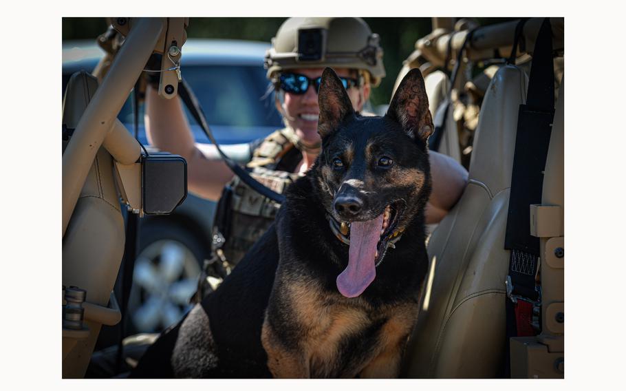 Air Force Staff Sgt. Shanna McCarter and her dog Mojito take a break in the shade between training sessions at Spangdahlem Air Base, Germany, on June 26, 2024. McCarter is a military working dog handler with the 86th Security Forces Squadron at Ramstein Air Base.