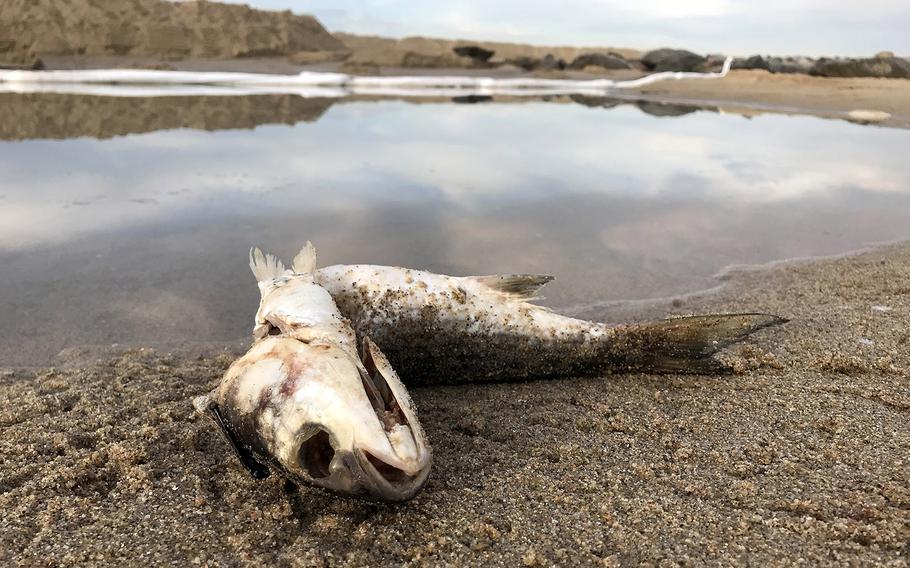 A dead fish at the mouth of the Santa Ana River, where sand berms and oil booms are in place to contain an oil spill in Huntington Beach on Monday morning, Oct. 4, 2021. 