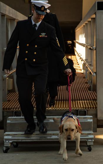 Sage, a 4-year-old female Labrador retriever deployed through Mutts With A Mission, disembarks the world’s largest aircraft carrier Gerald R. Ford upon returning from the ship’s eight-month maiden deployment, Wednesday, Jan. 17, 2024.
