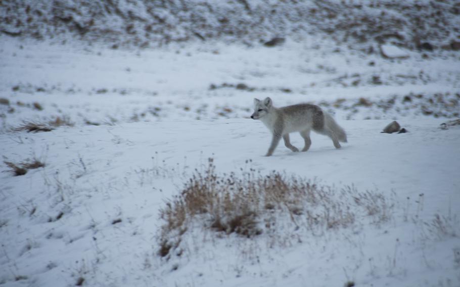 “Archies,” or Arctic foxes, this one a whiter variety than most seen there, hang around the base dining facility. The base occasionally has a polar bear pop by, but Arctic foxes and Arctic hares are a constant.