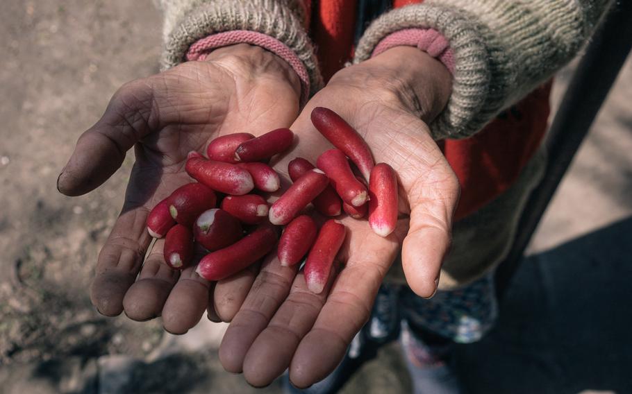 Lidiya Lyashenko, 78, holds a handful of radishes she says were planted with seeds donated by benefactors. 