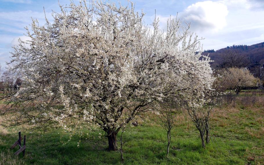 A fruit tree blossoms along the Bergstrasse near Malchen, Germany. Because the Odenwald hills protect the area from cold easterly winds, trees and flowers bloom earlier here than in most parts of Germany.