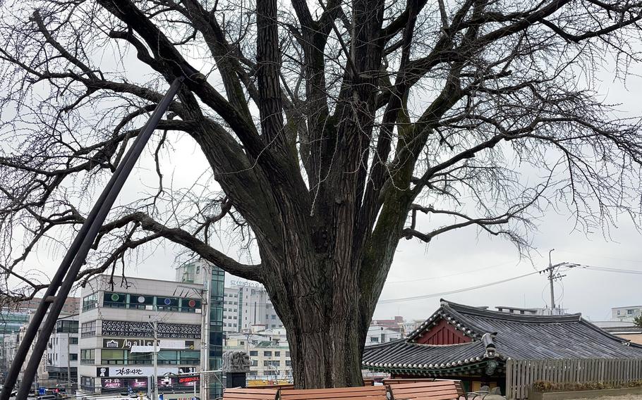 The Osan-si Gwollisa ginkgo tree was planted when Gwollisa Shrine was first built nearly 230 years ago. It looks better in warmer months when the leaves are in full bloom.