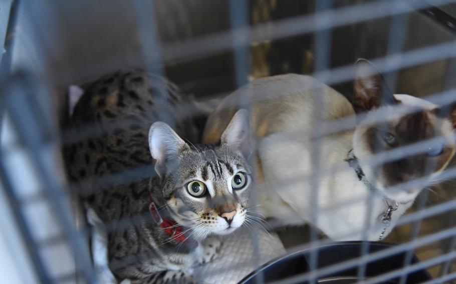 Nala, left, and Evia, peer out from their kennel inside the passenger terminal at Ramstein Air Base, Germany, in May 2020. A provision in defense legislation passed by the Senate on Dec. 15, 2022, would ease some of the financial burden for U.S. service members and their families moving to or from overseas with pets.
