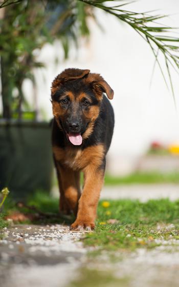 German Shepherd puppy in the garden