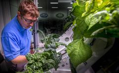 A NASA employee checks plants in the Crop Food Production Research Area of the Kennedy Space Center in Florida in 2018. U.S. Air Force Academy cadets are now pitching the idea to create a similar facility in  Colorado to research food production for both terrestrial and extraterrestrial deployments. 