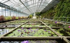 The lily room in the botanical gardens at Atagawa Tropical & Alligator Garden, Higashiizu,Japan, on Oct. 8, 2023.