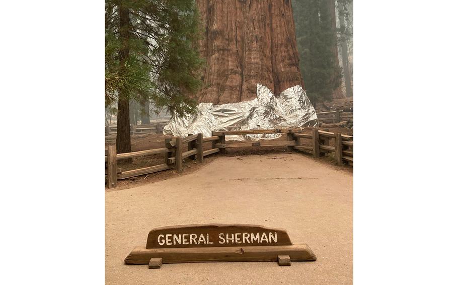 This photo provided by the Southern Area Blue Incident Management Team on Sept. 16, 2021, shows the giant sequoia known as the General Sherman Tree with its base wrapped in a fire-resistant blanket to protect it from the intense heat of approaching wildfires at Sequoia National Forest in California.