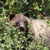 A grizzly bear in Grand Teton National Park. (Srcromer/Dreamstime/TNS)