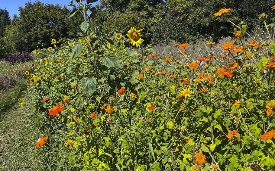A vibrant flower garden featuring bright orange nasturtiums in the foreground and yellow sunflowers in the background