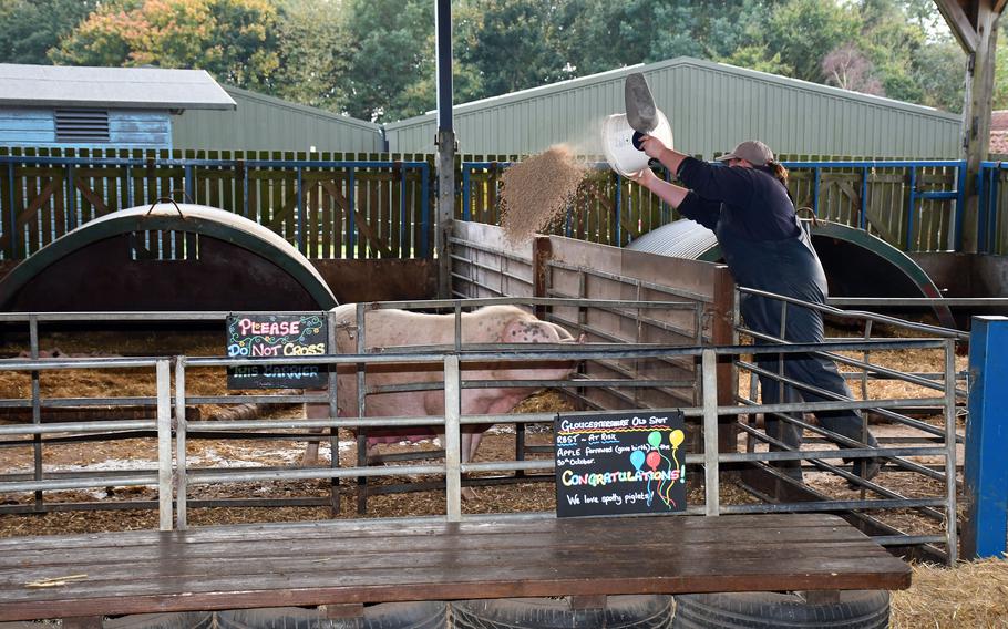 A farmhand takes care of the pigs at Church Farm Rare Breeds Centre in Stow Bardolph, England on Nov. 5, 2021. 