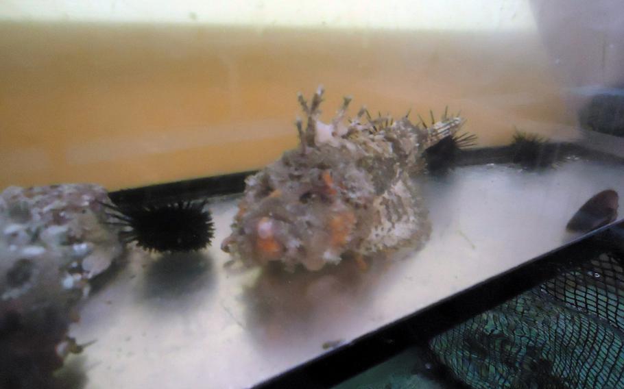 The fish tanks at Sasebo's Juan feature all sorts of fish and shellfish, from sea urchins to eels.