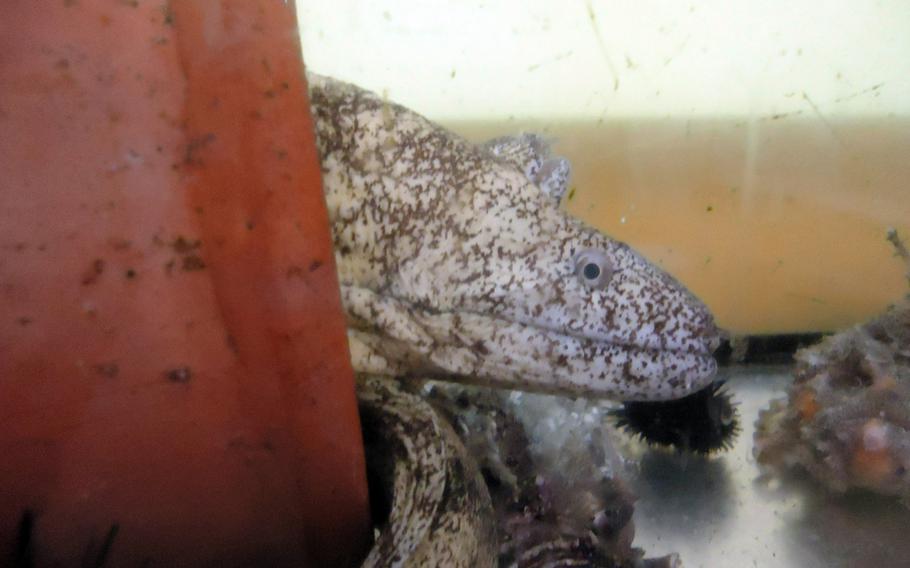 The fish tanks at Juan feature all sorts of fish and shellfish. Here we see an eel, trying to avoid being picked for the next meal.