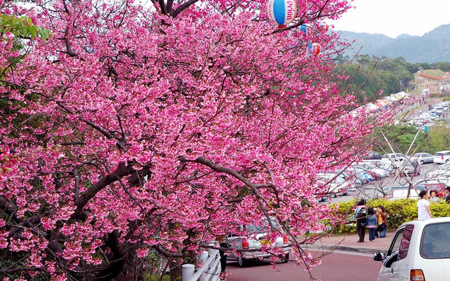 The earliest cherry blossoms to bloom in Japan can be found in Motobu, four miles northwest of Nago, Okinawa. For more: tinyurl.com/zfv245a.