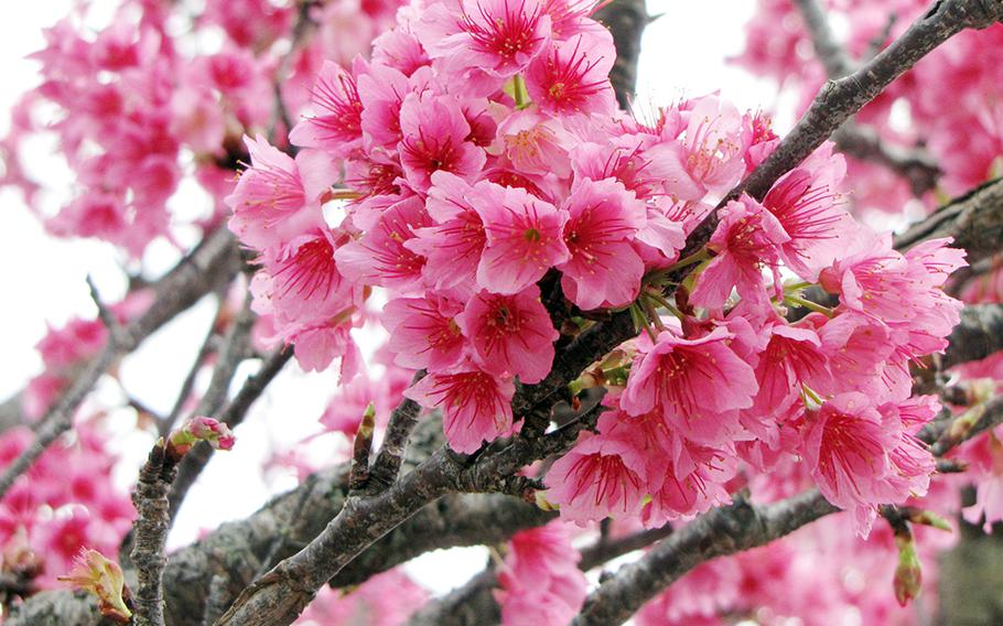 Nago Cherry Blossom Festival: Jan. 28 and 29, 11 a.m.-9 p.m.; Nago Chuo Koen, eisa dance, brass band, taiko (Japanese drums), folk songs and live performance and more; two-hour drive from Naha Airport; 0980-53-7755. 