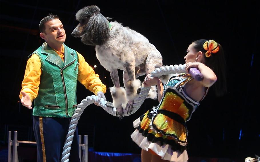 A dog trick act practices a routine ahead of the Friday, March, 31, 2017, Ringling Bros. and Barnum & Bailey's show at the Verizon Center in Washington. 