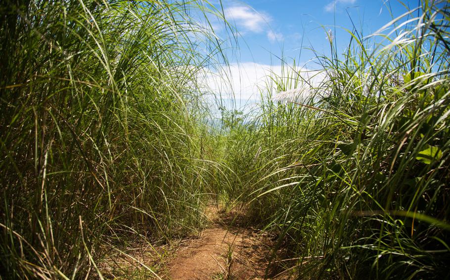 Sword grass engulfs the trail up to Mount Lamlam, Guam. 