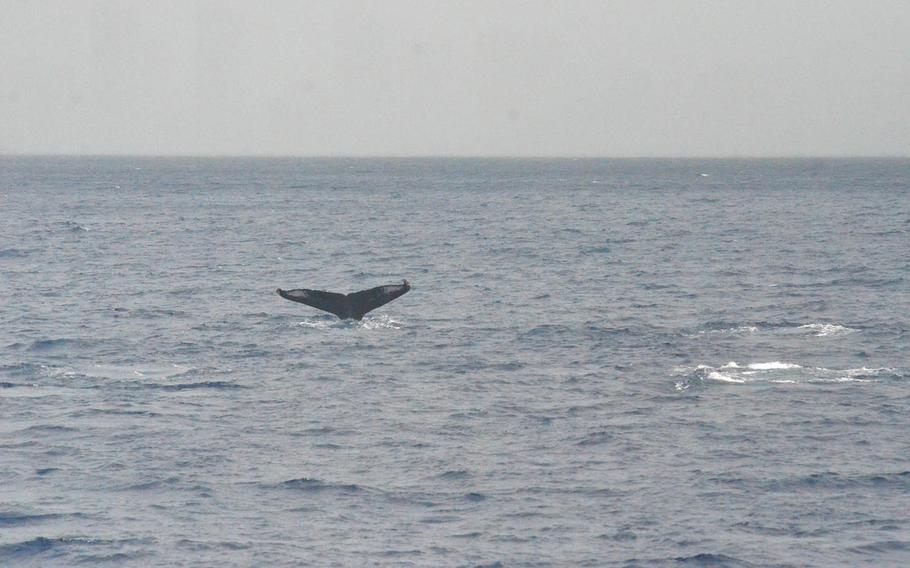 A humpback whale dives into waters just off Waikiki Beach, Hawaii, offering a view of the white tail markings that are distinctive to the species.