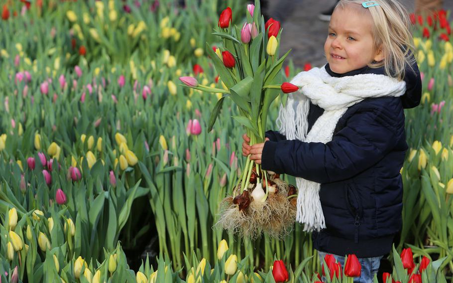 Visitors may take up to 20 tulips, bulbs and all, free of charge at Amsterdam's Dam Square on Jan. 19 in celebration of National Tulip Day. The picking garden is open from 1-4:30 p.m.
